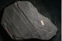 Foto (Detailansicht) von Sigillaria subrotunda Brongniart (NHMW-GEO-2024-0188-11235)